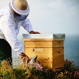 Abeille Royale - Bee Glow