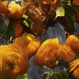 Aqua Allegoria Forte - Mandarine Basilic Eau de Parfum
