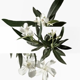 Un Jardin en Méditerranée - Eau de toilette