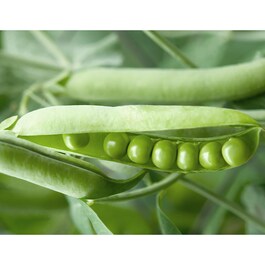 Bio Cellulose Mask - Panthenol