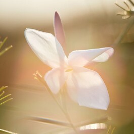 J'adore - Eau de toilette til kvinder - Blomster og sprudlende noter