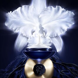 Orchidée Impériale - The Cream