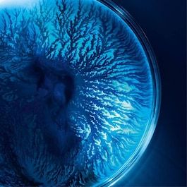 Life Plankton - Essence-In-Mask