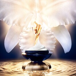 Orchidée Impériale - The Rich Cream