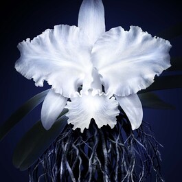 Orchidée Impériale - The Cream