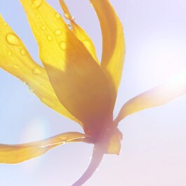 La Vie est Belle - Soleil Cristal - Eau De Parfum