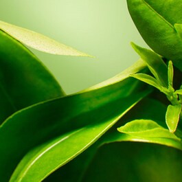 A Perfect World™ - Antioxidant Moisturizer